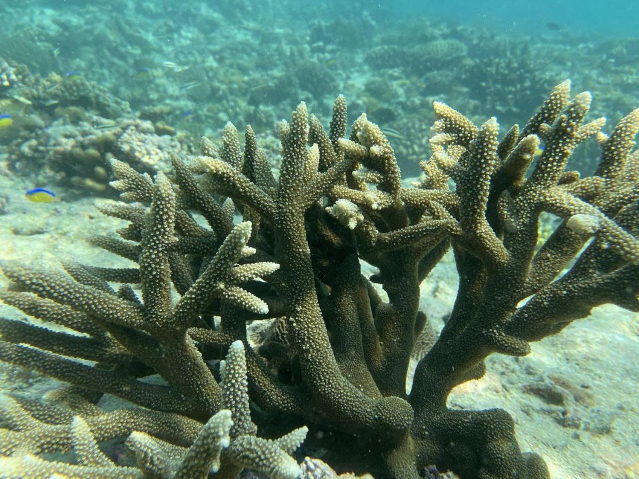 Mamello Beach Club Maldives Feridhoo Zewnętrze zdjęcie