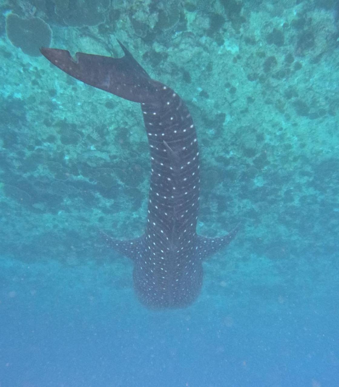 Mamello Beach Club Maldives Feridhoo Zewnętrze zdjęcie